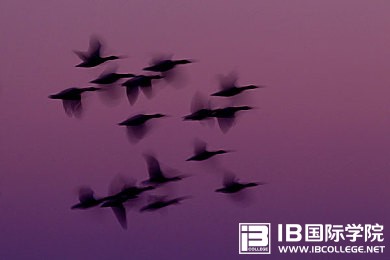 学不好IB中文A？先看看大纲要求