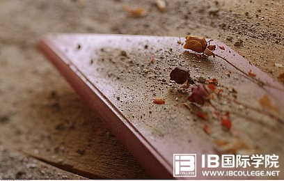 科普：为什么要选择IBPYP课程？