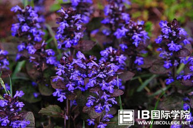 技巧篇：IB物理如何才能拿高分？