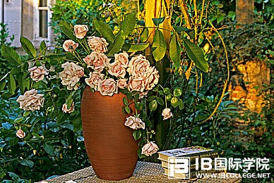 技巧篇：IB物理如何才能拿高分？