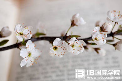 热门课程：IB计算机科学的评估方式