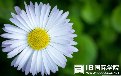 学生的综合能力,IB经济学是怎样培养的？