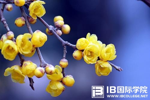 IB课程学习方法和技巧