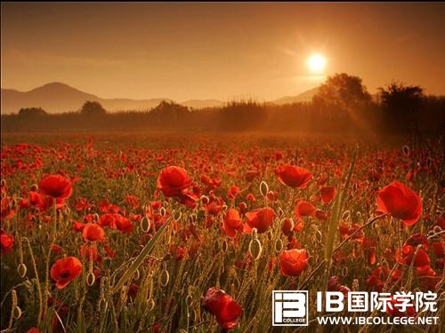 如何领悟到IB经济学学习技巧