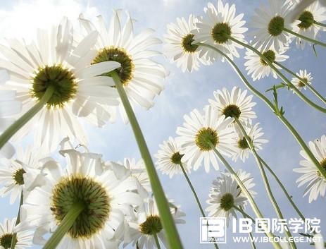 2019年英国TOP10大学计算机专业IB成绩要求