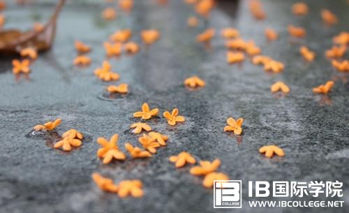 新手科普：IB国际课程有哪些内容？