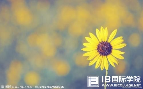 IB课程该如何选择,需注意哪些问题