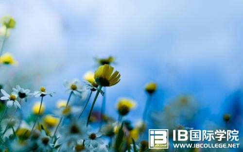 IB化学考试需自行设计化学实验是什么？