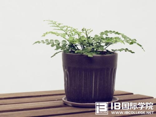 学习IB课程,带给学生丰富的学习经历