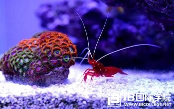 IB课程精选必备词汇：“by the time”是什么意思