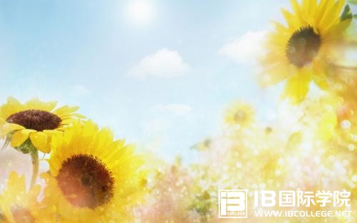 IB考试秘籍：仔细观察标准答案和回答长短