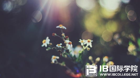 IB课程中的文学作品要怎样去阅读？
