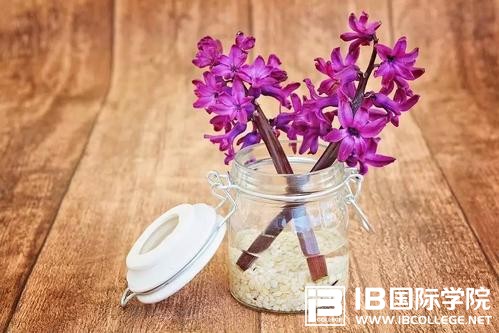 IB考试必备词汇短语合集（每日一练）