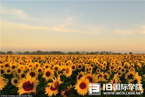 IB英语科目中必须掌握的词汇有哪些？