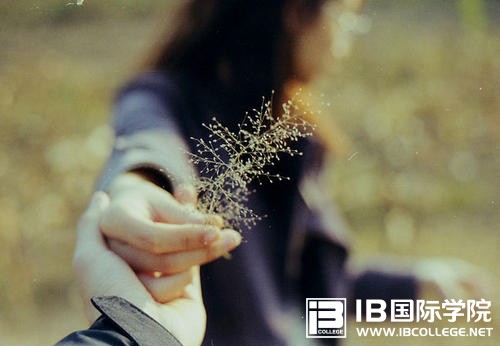 IB课程中的“PYP”你是否了解过呢？