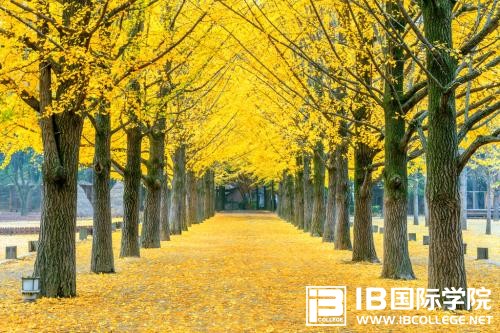 IB艺术课程你有多少了解？