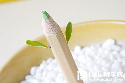 IB英语四个副词too，either，also，so表示“也”的区别